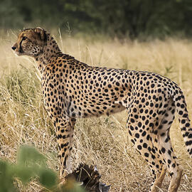 Forecasting a Future for Cheetahs